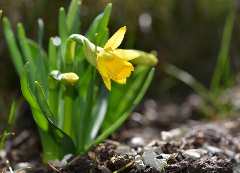 Free stock image of Narcissus created by Pixabay