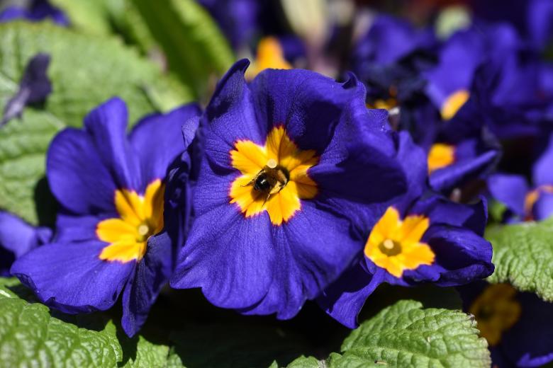 Free stock image of Pansy created by Pixabay