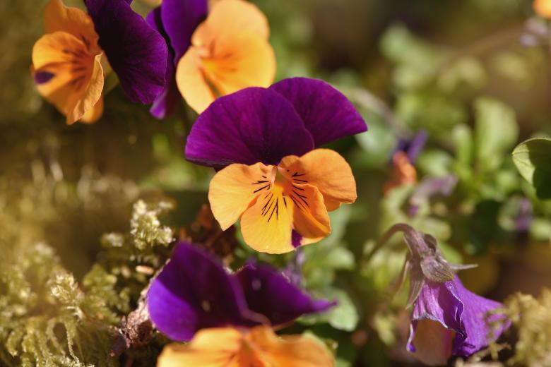 Free stock image of Pansy created by Pixabay