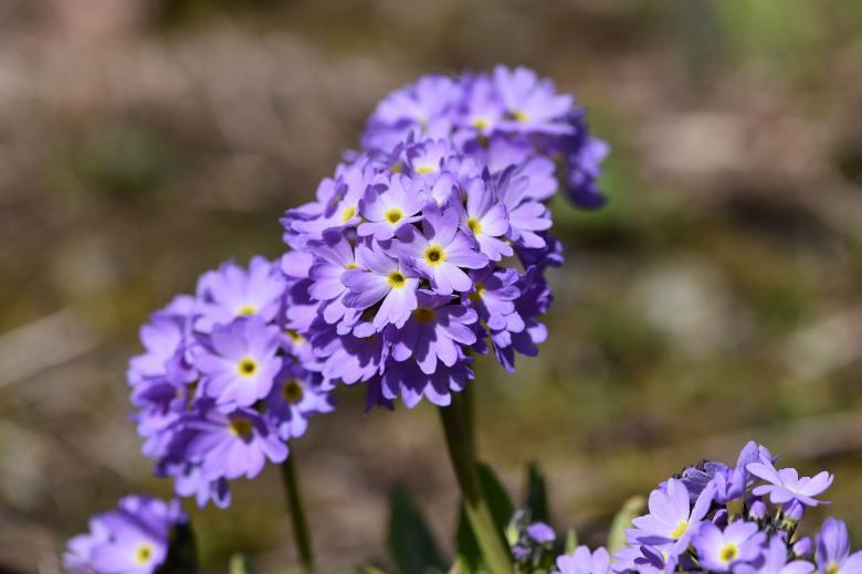 Free stock image of Garden created by Pixabay