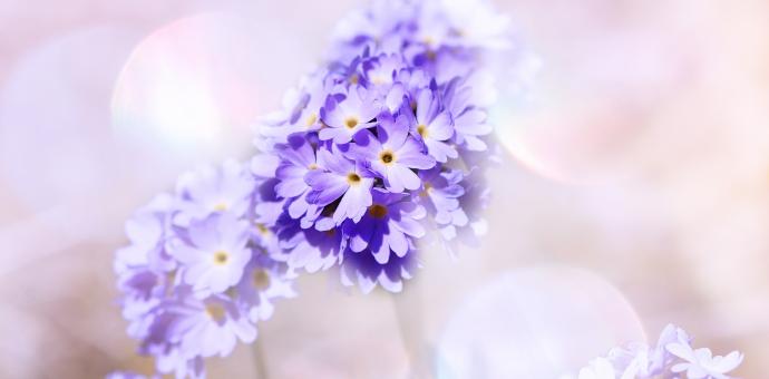 Primrose - Free Stock Photo