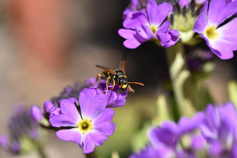 Free stock image of Fly on the Primrose created by Pixabay