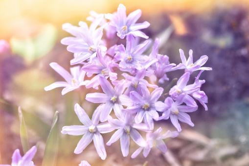 Puschkinie - Free Stock Photo