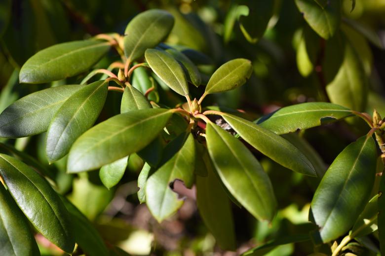 Free stock image of Rhododendron created by Pixabay