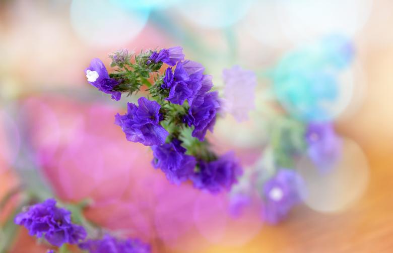 Free stock image of Flower Macro created by Pixabay