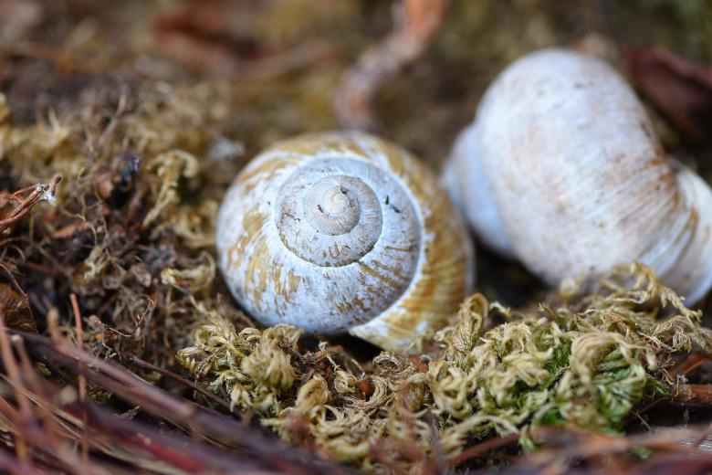 Free stock image of Shell created by Pixabay