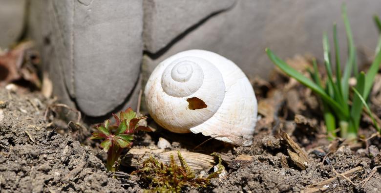 Free stock image of Shell  created by Pixabay
