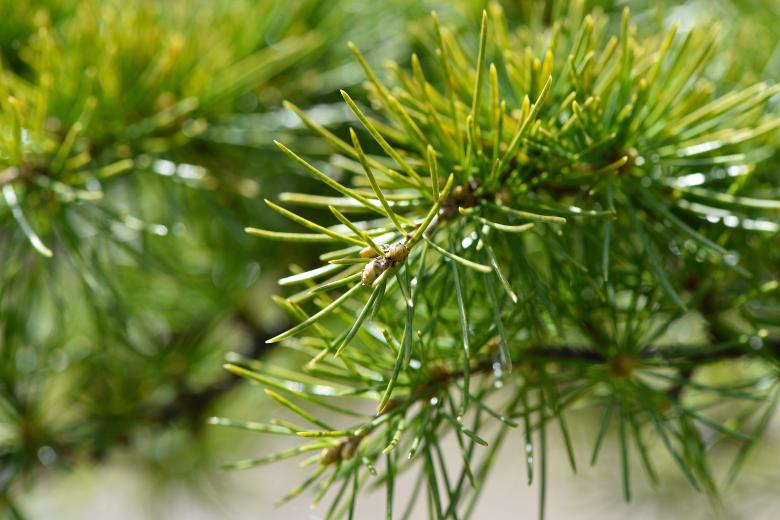 Free stock image of Pine created by Pixabay
