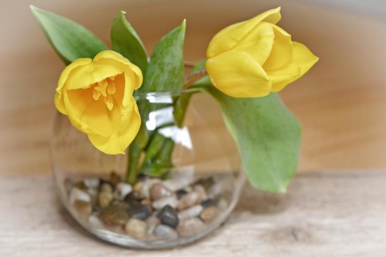 Free stock image of Beautiful Flowers created by Pixabay