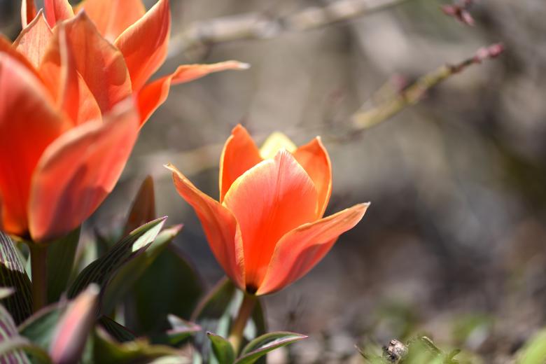 Free stock image of Nature created by Pixabay