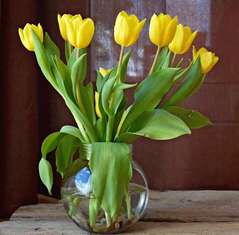 Free stock image of Tulips created by Pixabay