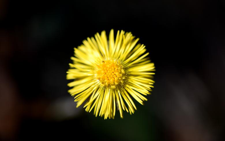 Free stock image of Flower created by Pixabay