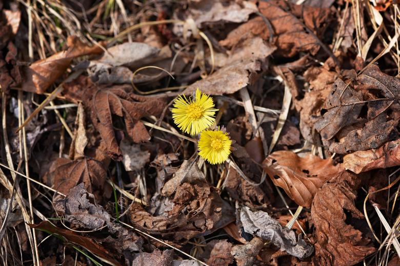 Free stock image of Tussilago created by Pixabay