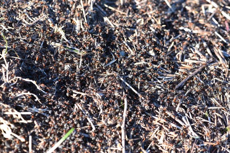 Free stock image of Ants created by Pixabay