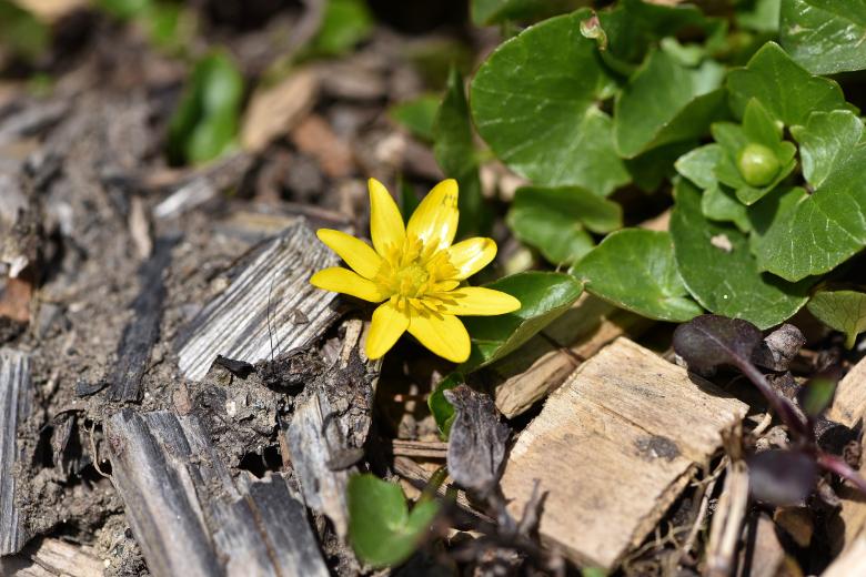 Free stock image of Flower created by Pixabay