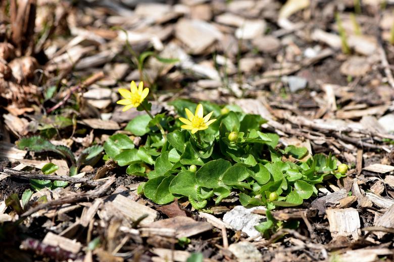 Free stock image of Flower created by Pixabay