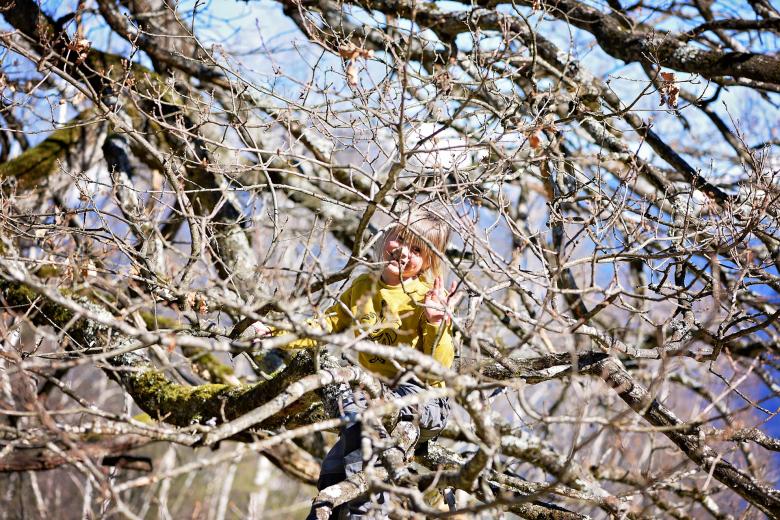 Free stock image of Girl on the Tree created by Pixabay