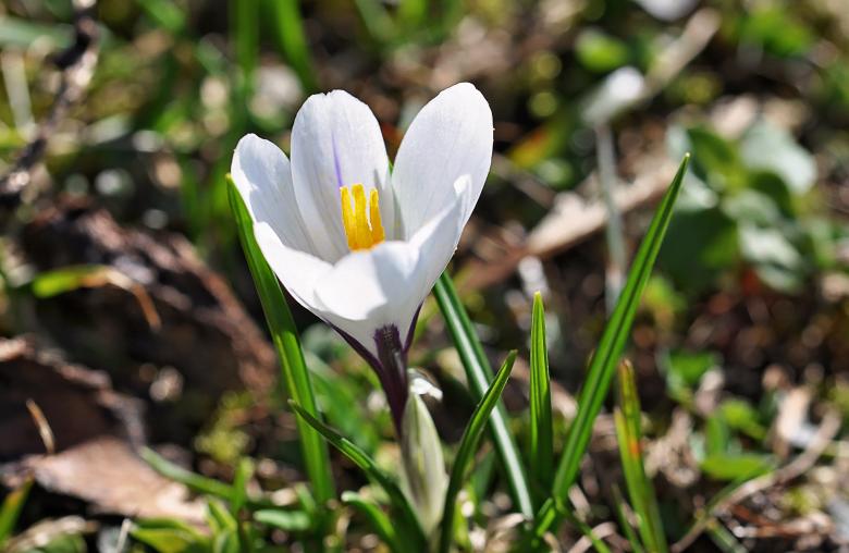 Free stock image of Flower created by Pixabay