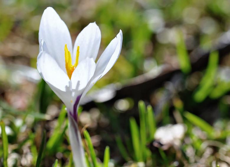 Free stock image of Flower created by Pixabay
