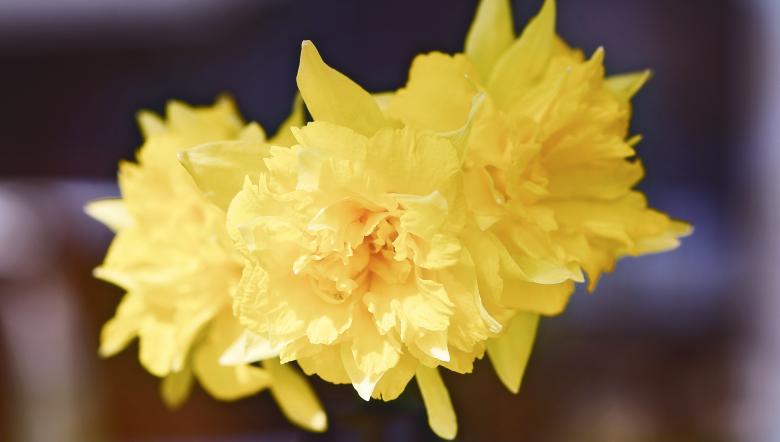 Free stock image of Flower created by Pixabay