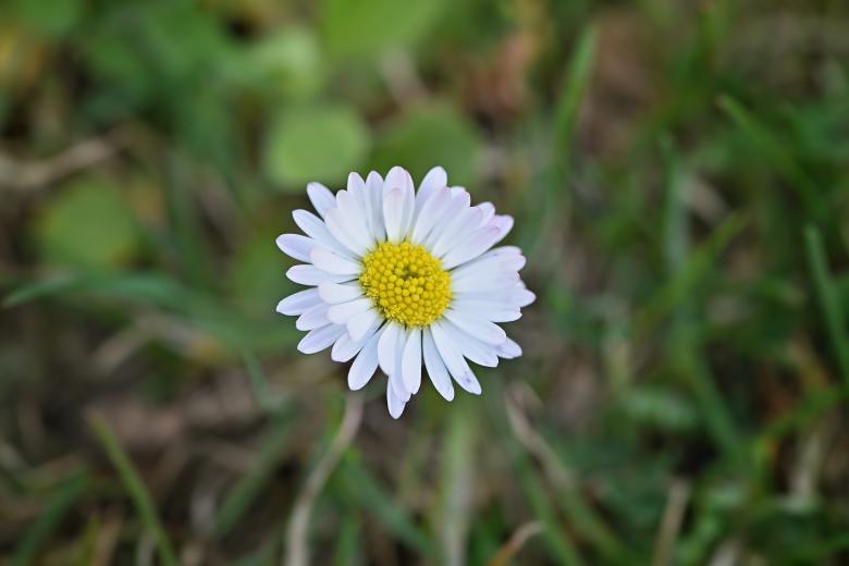 Free stock image of Flower created by Pixabay