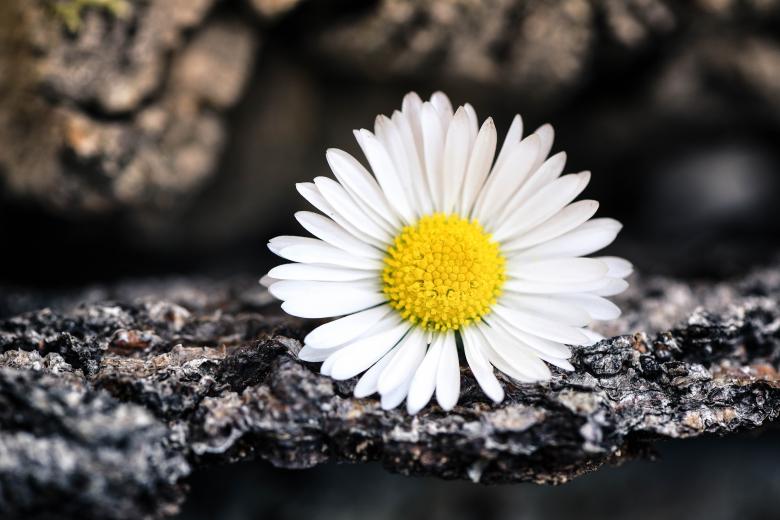 Free stock image of White created by Pixabay