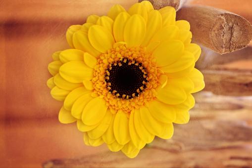 Free Stock Photo of Yellow Flower on Wooden Background