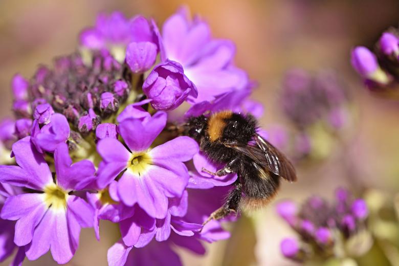 Free stock image of Nature created by Pixabay