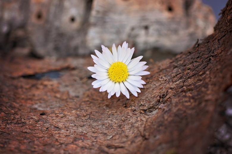 Free stock image of Fresh created by Pixabay