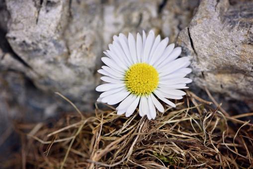 Free Stock Photo of Flower