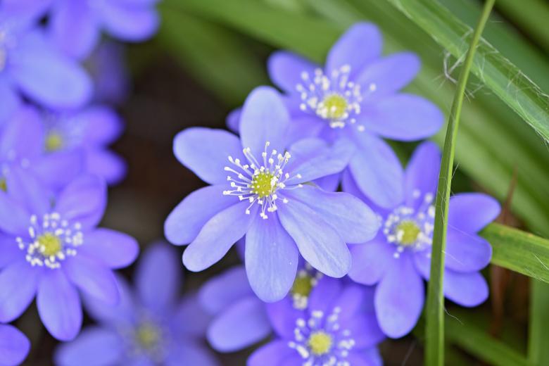 Free stock image of Flower created by Pixabay