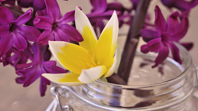 Free stock image of Flower created by Pixabay