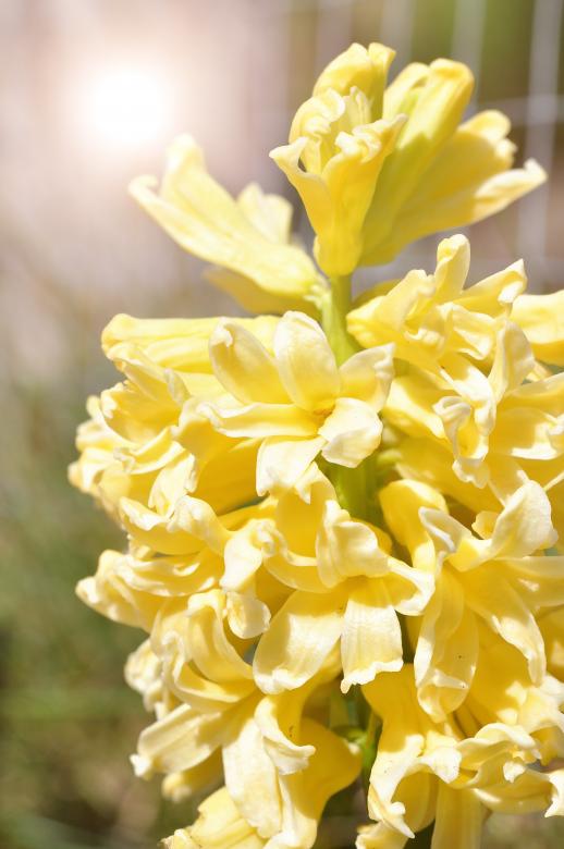 Free stock image of Flower created by Pixabay
