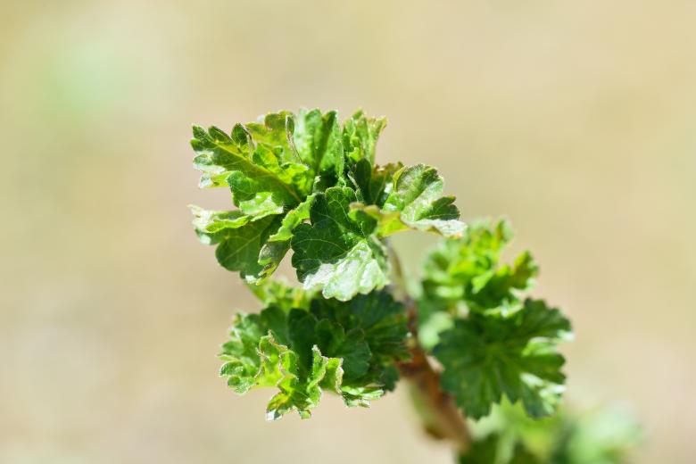 Free stock image of Plant created by Pixabay