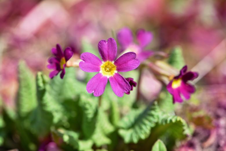 Free stock image of Flower created by Pixabay