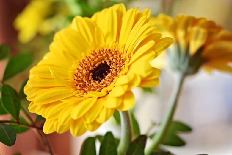 Free stock image of Flower created by Pixabay
