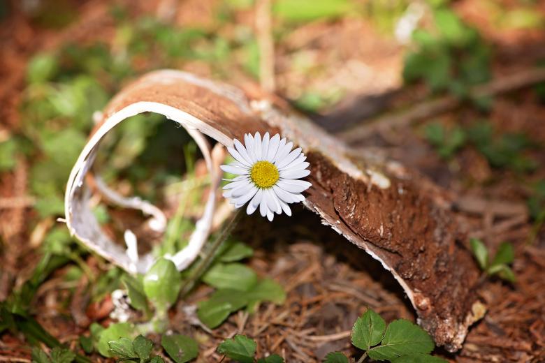 Free stock image of Flower created by Pixabay