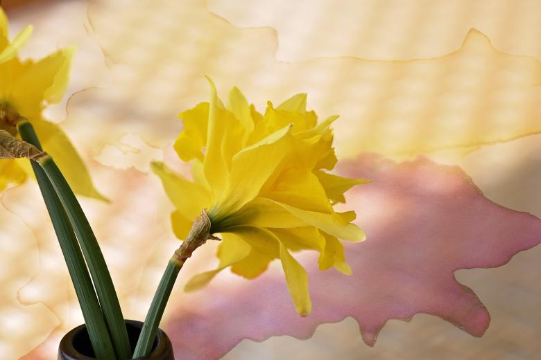 Free stock image of Flower created by Pixabay
