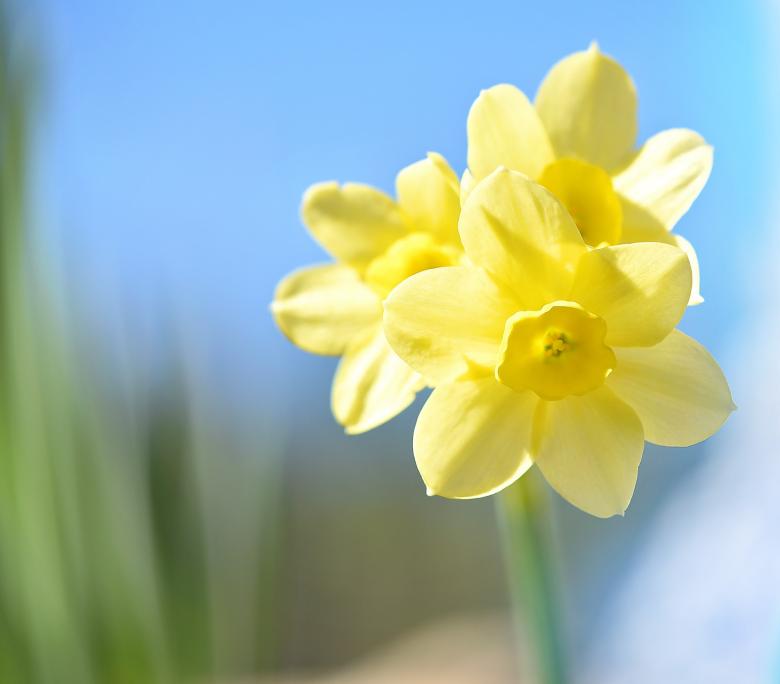 Free stock image of Fresh created by Pixabay