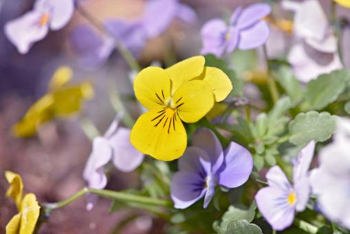 Free Stock Photo of Garden