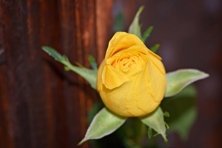 Free stock image of Nature created by Pixabay