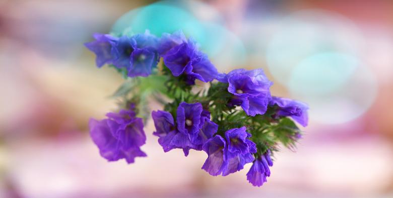 Free stock image of Fragrance created by Pixabay