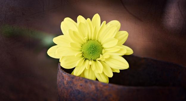 Free Stock Photo of Fresh