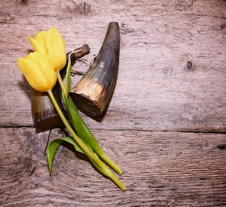Free stock image of Flower created by Pixabay