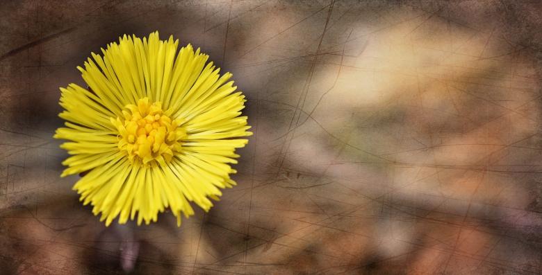 Free stock image of Flower created by Pixabay