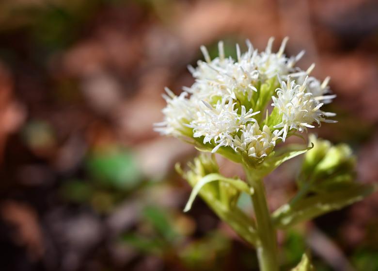 Free stock image of Nature created by Pixabay