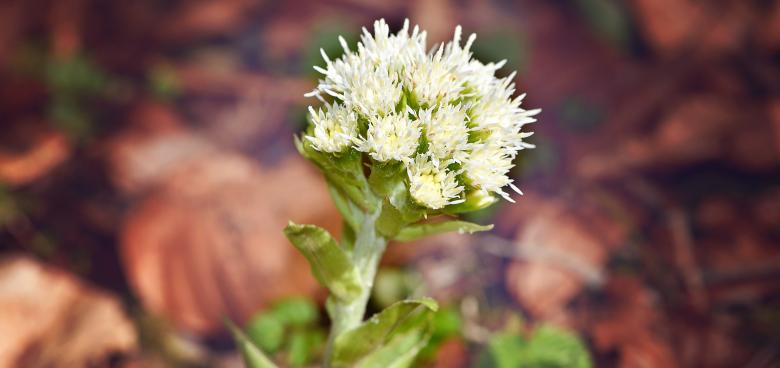 Free stock image of Butterbur created by Pixabay