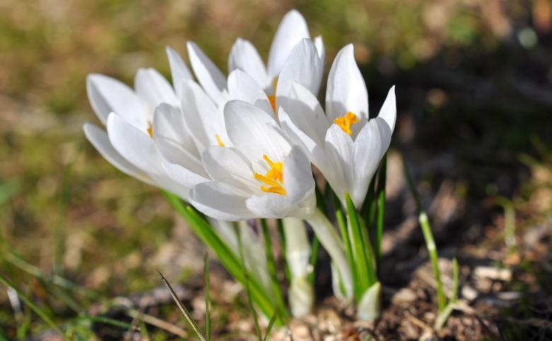 Free stock image of Crocus created by Pixabay