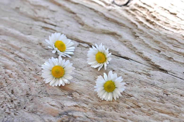Free stock image of Fresh Flowers created by Pixabay