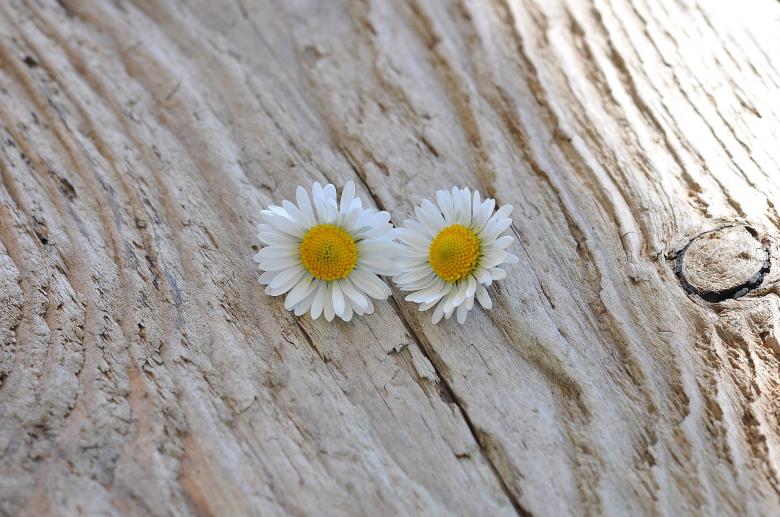 Free stock image of Daisy created by Pixabay